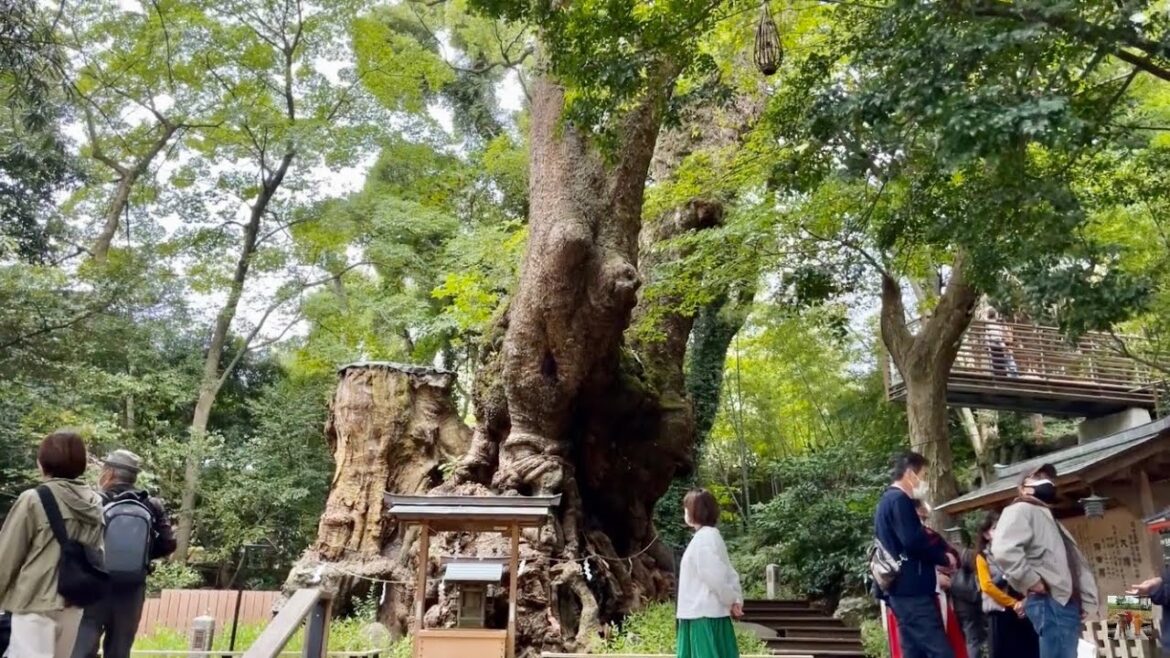 【🇯🇵4K】熱海の名所来宮神社を歩く ~樹齢二千年のご神木・大楠~【Atami in Japan】