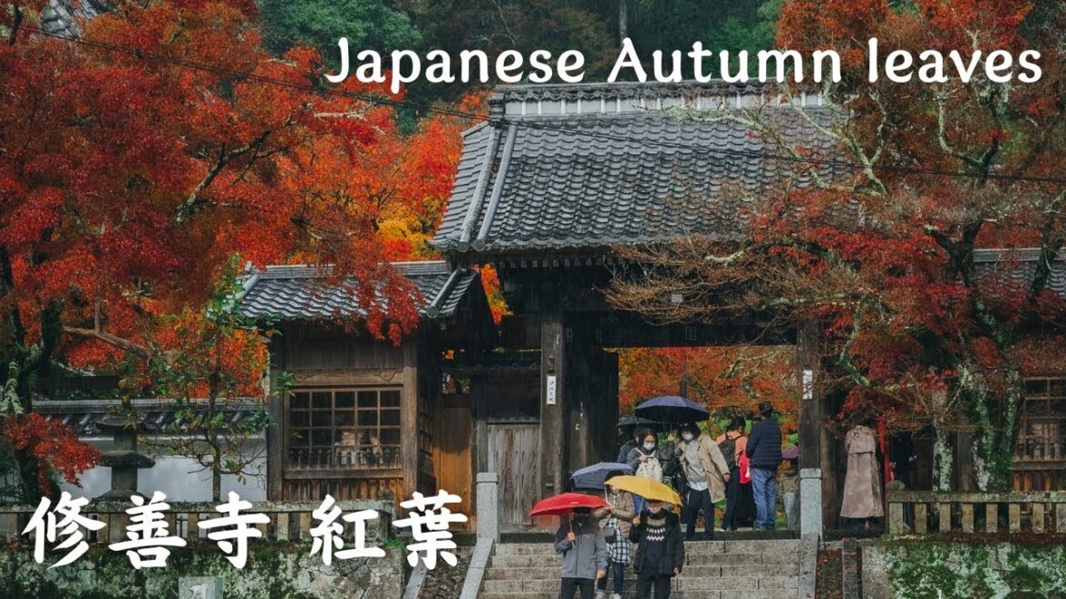 【VLOG】Autumn leaves around Shuzenji Onsen – 修善寺温泉周辺で紅葉を見てきました / Cinematic VLOG / Japan 【VLOG】Autumn leaves around Shuzenji Onsen - 修善寺温泉周辺で紅葉を見てきました / Cinematic VLOG / Japan