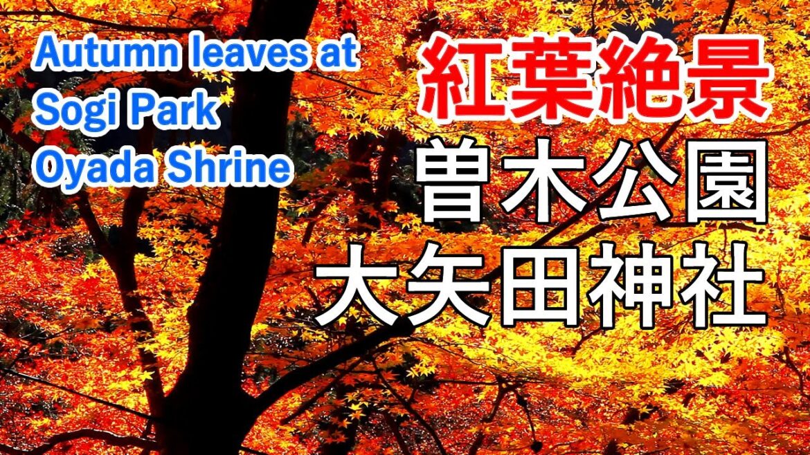 岐阜県 曽木公園の紅葉 ＆ 大矢田神社もみじ谷 / Autumn leaves at Sogi Park & Oyada Shrine, Gifu, Japan 【日本の紅葉絶景！】[ 4K ]