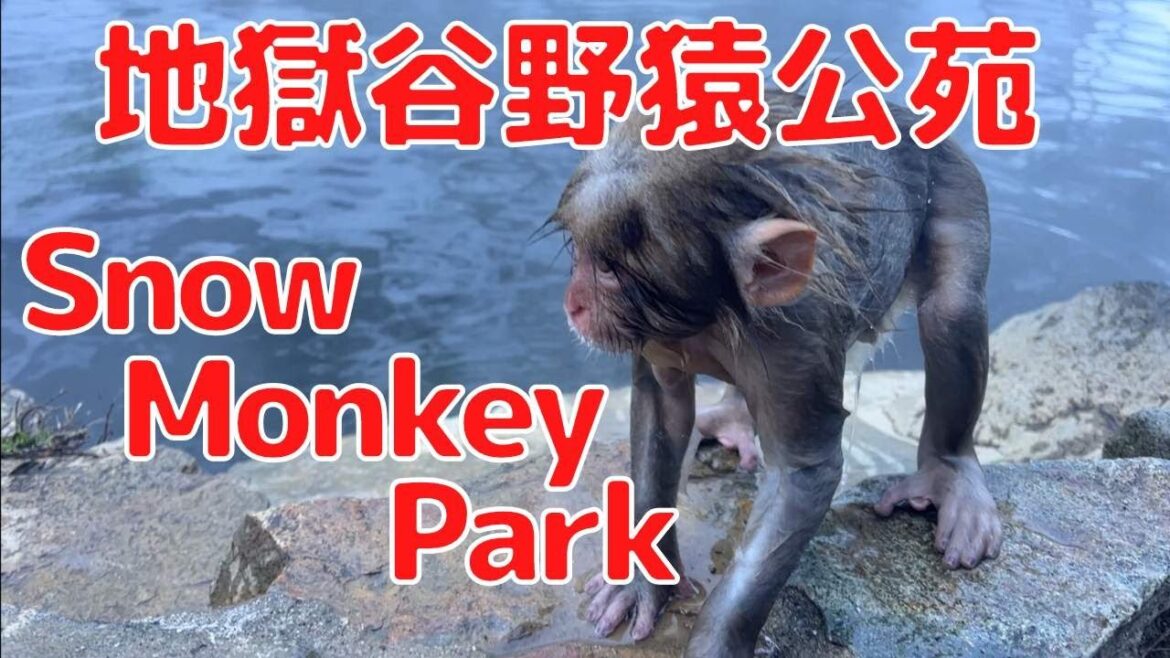 Monkeys enjoy Hot Springs! β¨οΈπ Snow Monkey Park Monkeys enjoy Hot Springs! β¨οΈπ Snow Monkey Park