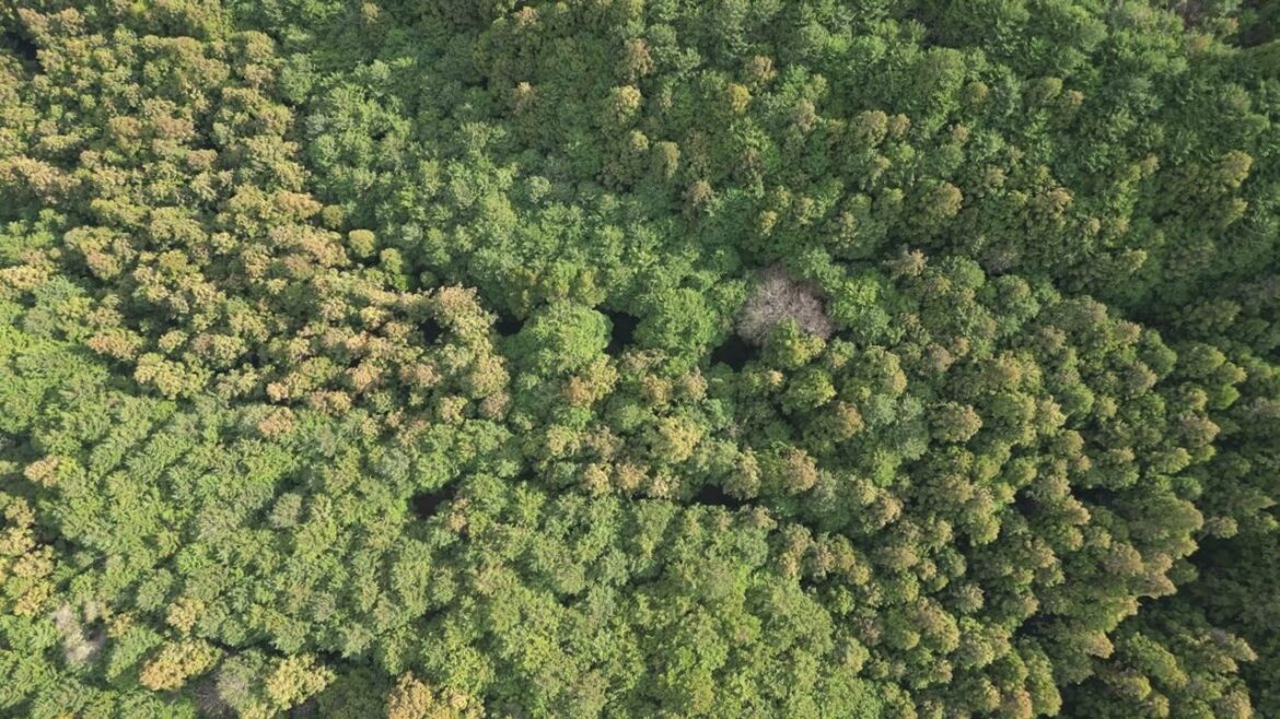 【作業用BGV・BGM / 日本の自然風景】森・林 / 福岡・宗像 / 日本の空から / From the sky of Japan vol.15 【作業用BGV・BGM / 日本の自然風景】森・林 / 福岡・宗像 / 日本の空から / From the sky of Japan vol.15