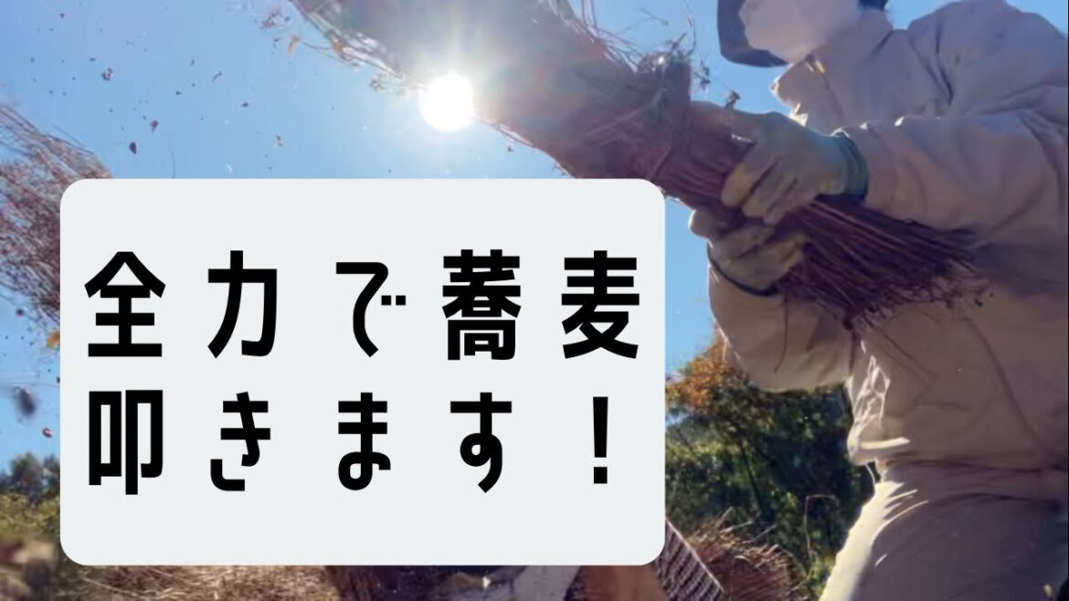 [2022]日頃の疲れを吹っ飛ばそう / ストレスを解消 / 秋のイベントそば叩き / 乗鞍高原 / Nagano / Mt.Norikura⛰ / Japan
