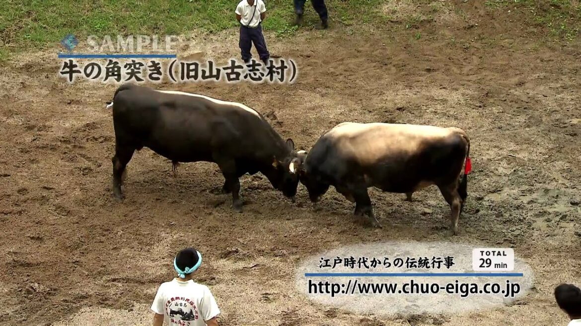 【HD】Bullfighting/ Ushi-no Tsuno-tsuki, Yamakoshi | 旧山古志村 牛の角突き