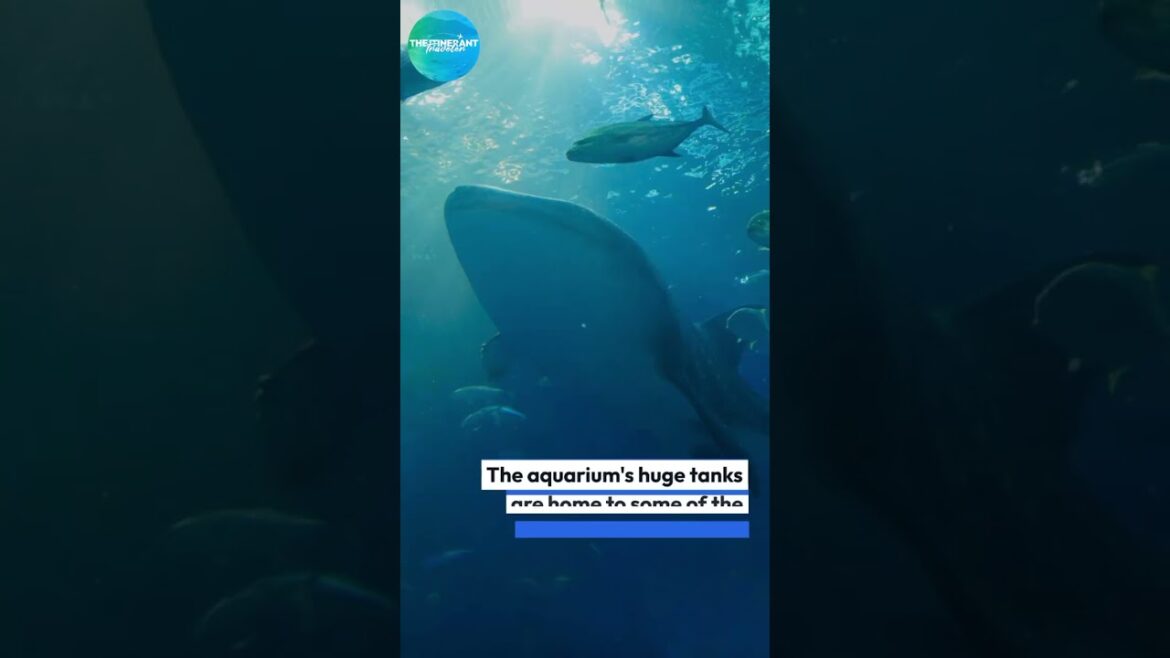 Facts on the Fly: The Underwater Sights in Okinawa, Japan (The Itinerant Traveler) #shorts Facts on the Fly: The Underwater Sights in Okinawa, Japan (The Itinerant Traveler) #shorts