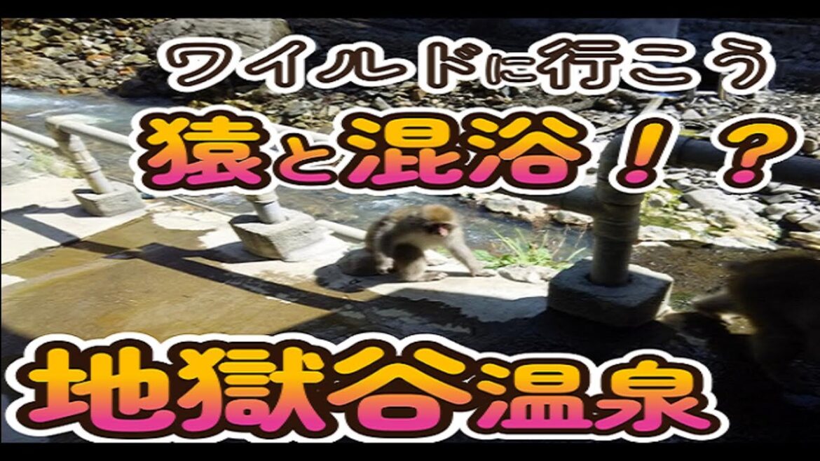 地獄谷温泉（jigokudani onsen）後楽館　子猿と混浴！？
