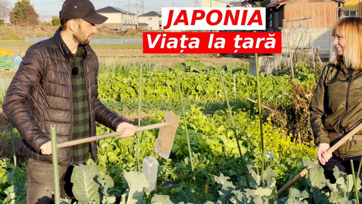 TAXE mai MICI ca in Romania – VIATA la TARA in Japonia, REALITATEA! TAXE mai MICI ca in Romania - VIATA la TARA in Japonia, REALITATEA!