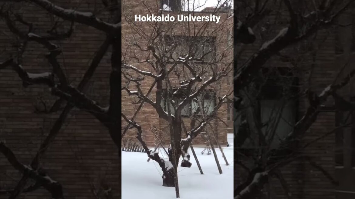 Snowing in Hokkaido University