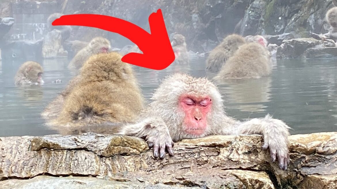 ＃日本語字幕＃  世界で唯一、温泉に入るサル！？興味深い生態を間近で観察