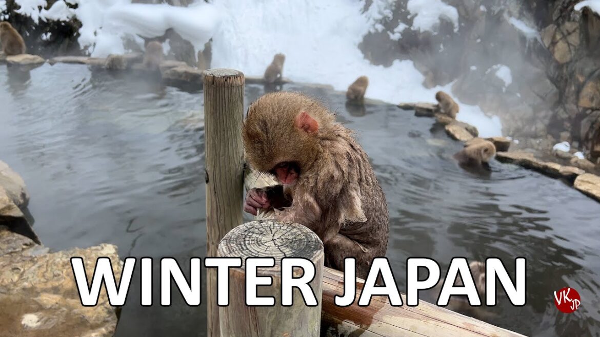 Winter Japan Travel. Monkey Park. This Hot Spring Village's Tradition will surprise you.