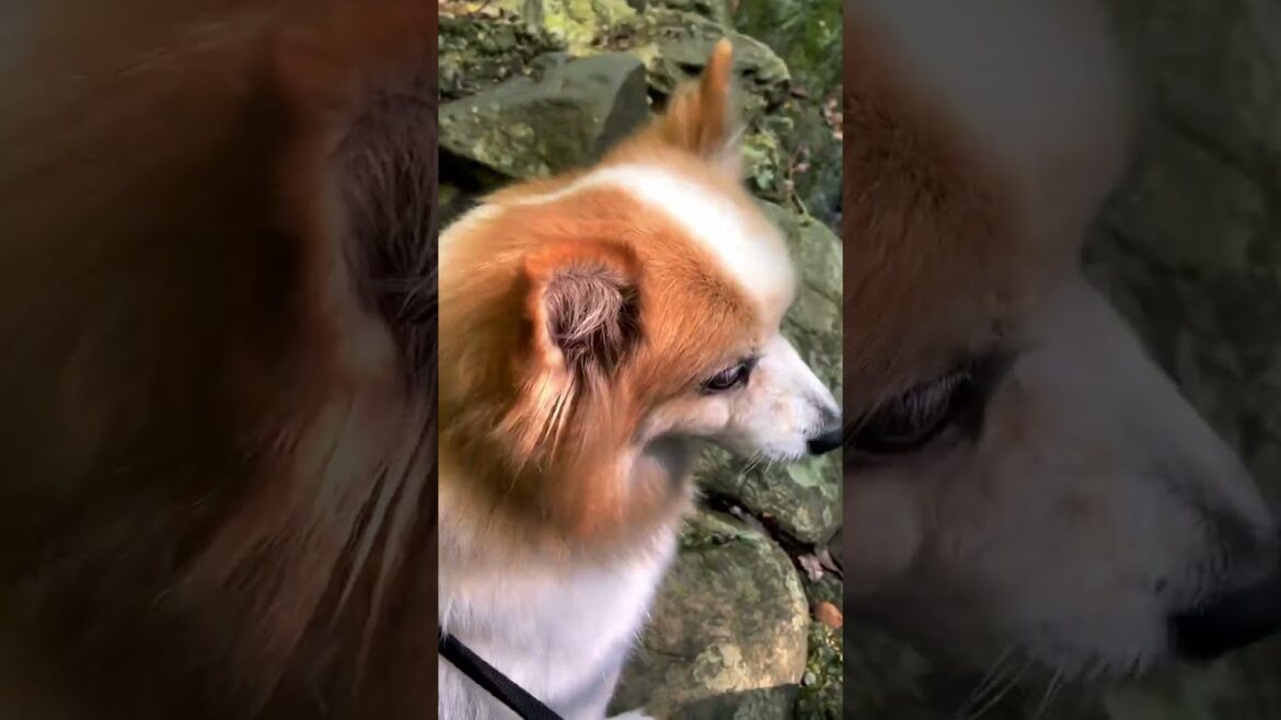 Is this the BEST Waterfall in Okinawa?