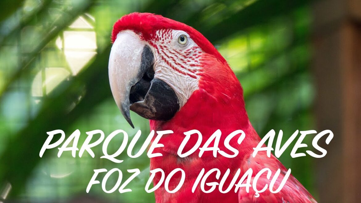 MOST BEAUTIFUL BIRD PARK IN BRAZIL SHOT WITH PANASONIC G9 MOST BEAUTIFUL BIRD PARK IN BRAZIL SHOT WITH PANASONIC G9