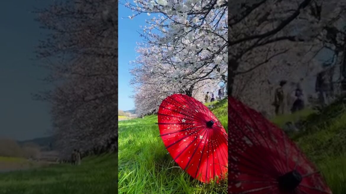 #sakura #cherryblossom #sakurajapan #cherryblossoms #fukuoka #japan #youtubeshorts  #japanshorts