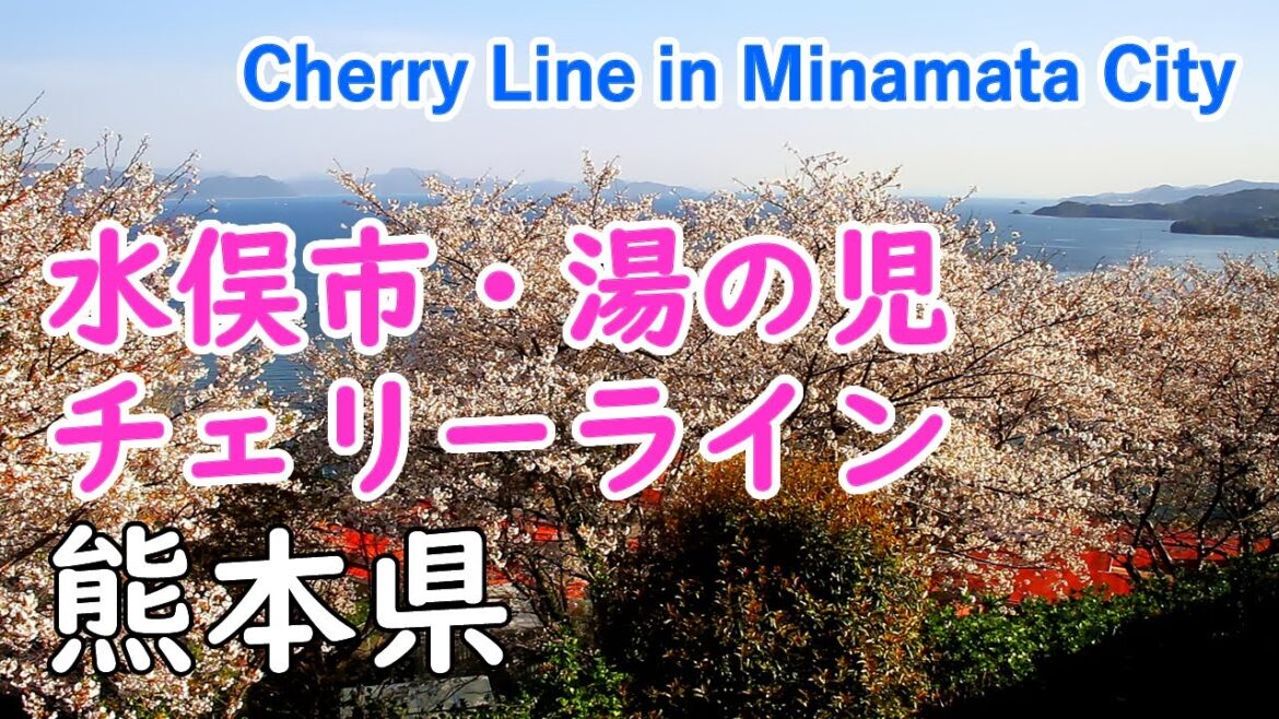 熊本県 水俣市チェリーライン 湯の児温泉の桜 ( ヒーリング音楽 )  / Cherry Line in Minamata City ( Kumamoto, Japan )【日本の桜名所】