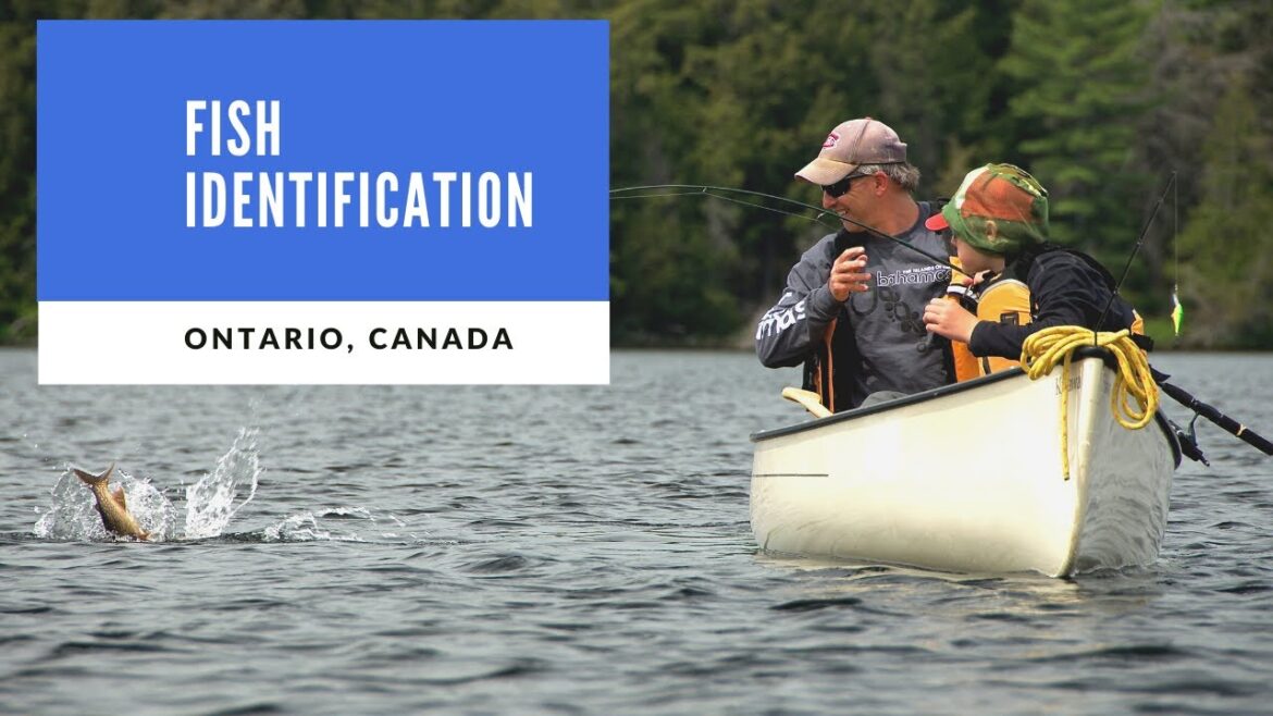 Fish Identification for Ontario, Canada