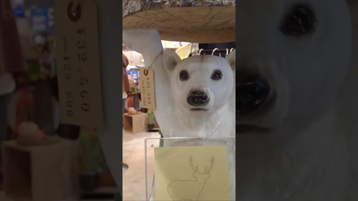 Sapporo Underground Mall Paul Town Sapporo Underground Mall Paul Town