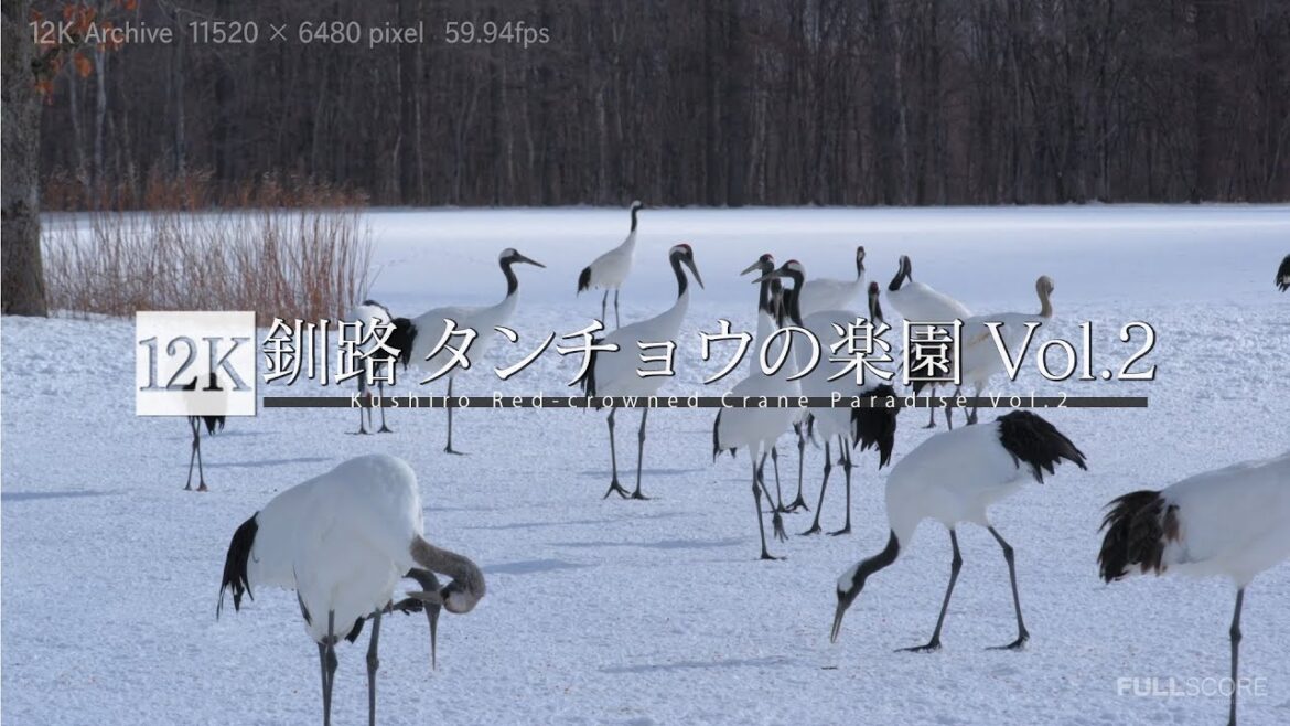[12K footage] Kushiro Red-crowned Crane Paradise Vol.2【釧路 タンチョウの楽園 Vol.2_12K】