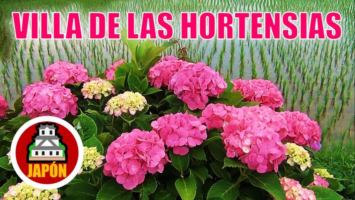 La encantadora Villa de las Hortensias "Ajisai-no-sato" (documental de Japón)