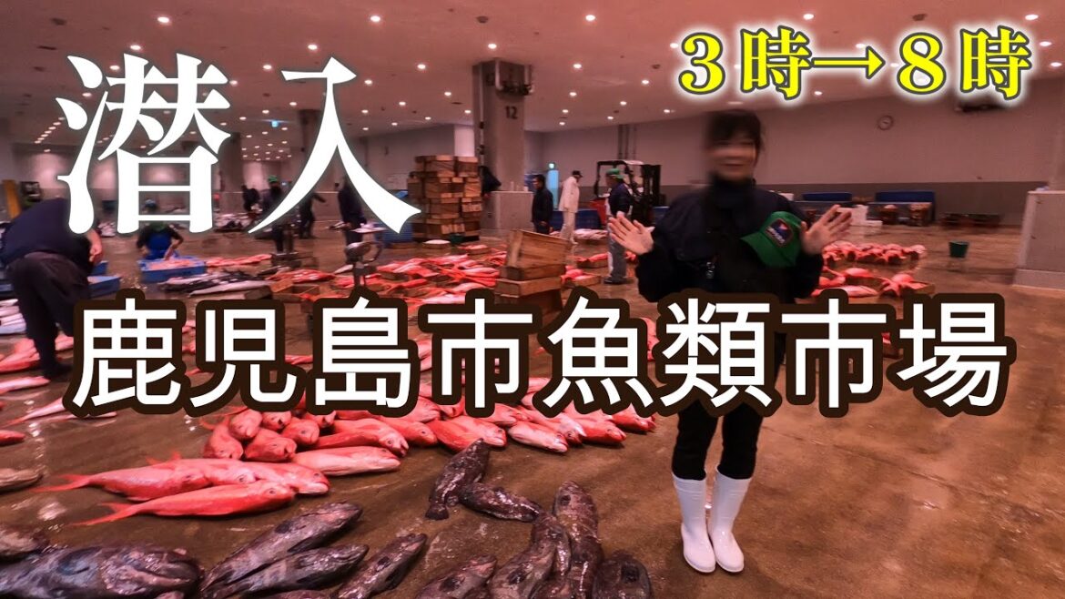 【潜入】水揚げからセリ・マグロを捌く様子までの臨場感！【鹿児島市中央卸売市場】【魚類市場】