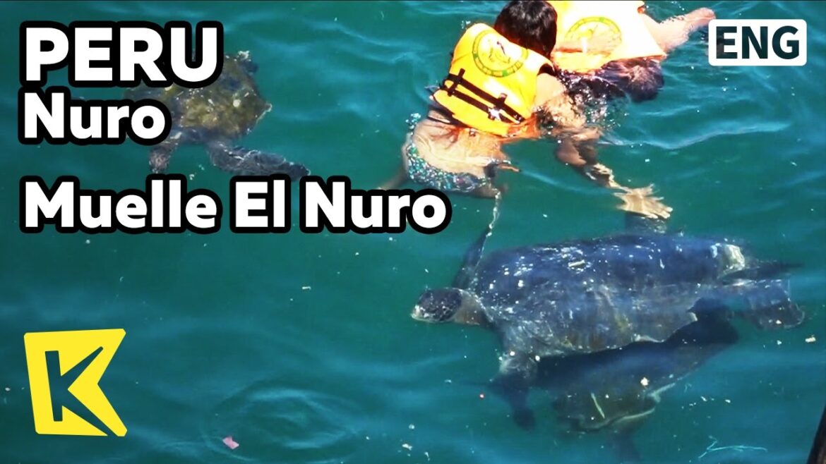 【K】Peru Travel-Nuro[페루 여행-뉴로]바다 거북이와 수영하기Muelle El Nuro/El Nuro/Turtle/Swimming