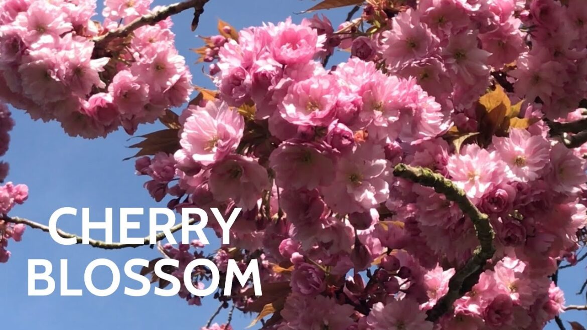 Japan Sakura - Cherry Blossom 🌸🇯🇵