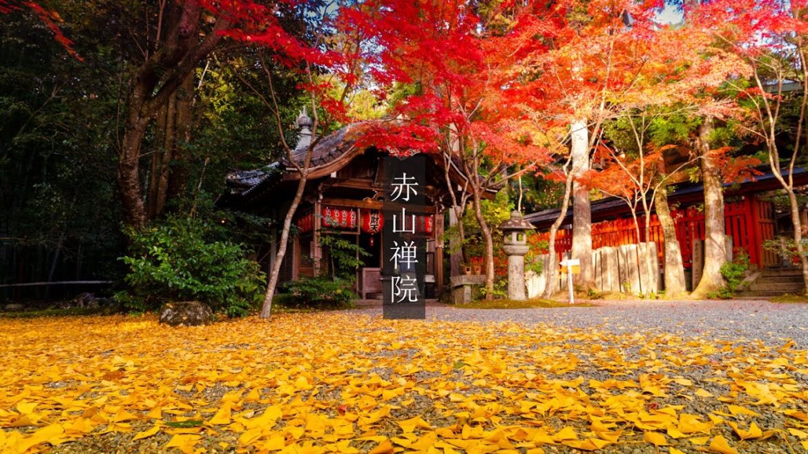 【Trip to Kyoto】赤山禅院の紅葉|2022.11.17|4K HDR|京都紅葉|Sekizan-zen in|Kyoto Autumn leaves 【Trip to Kyoto】赤山禅院の紅葉|2022.11.17|4K HDR|京都紅葉|Sekizan-zen in|Kyoto Autumn leaves