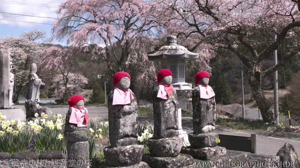 8K HDR 長野 売木村の桜 愛知静岡と接する桜と源流の村 Nagano, Sakura in Urugi Village