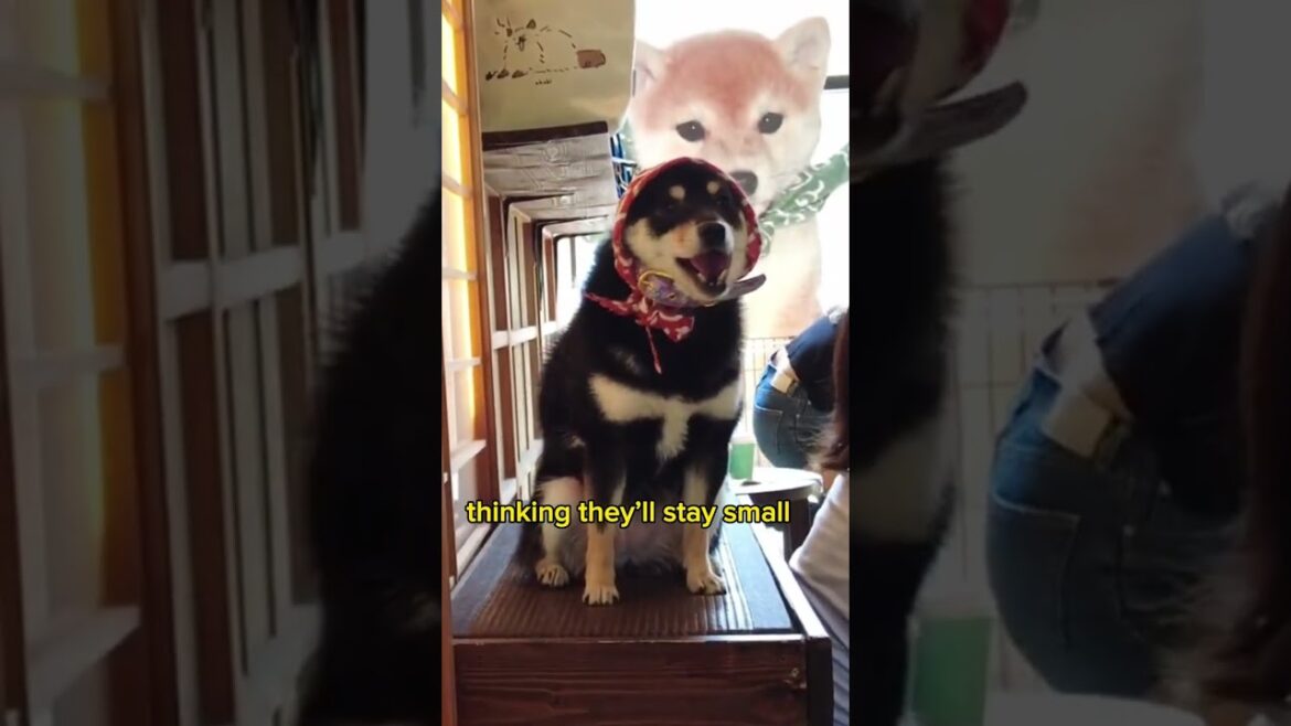 Random things in Japan #shorts