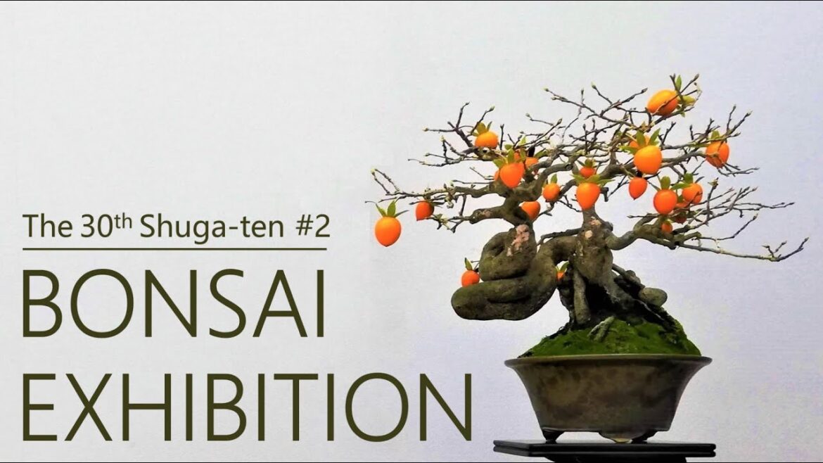 A variety of Shohin bonsai and the sales venue | The 30th Shuga-ten | BONSAI EXHIBITION