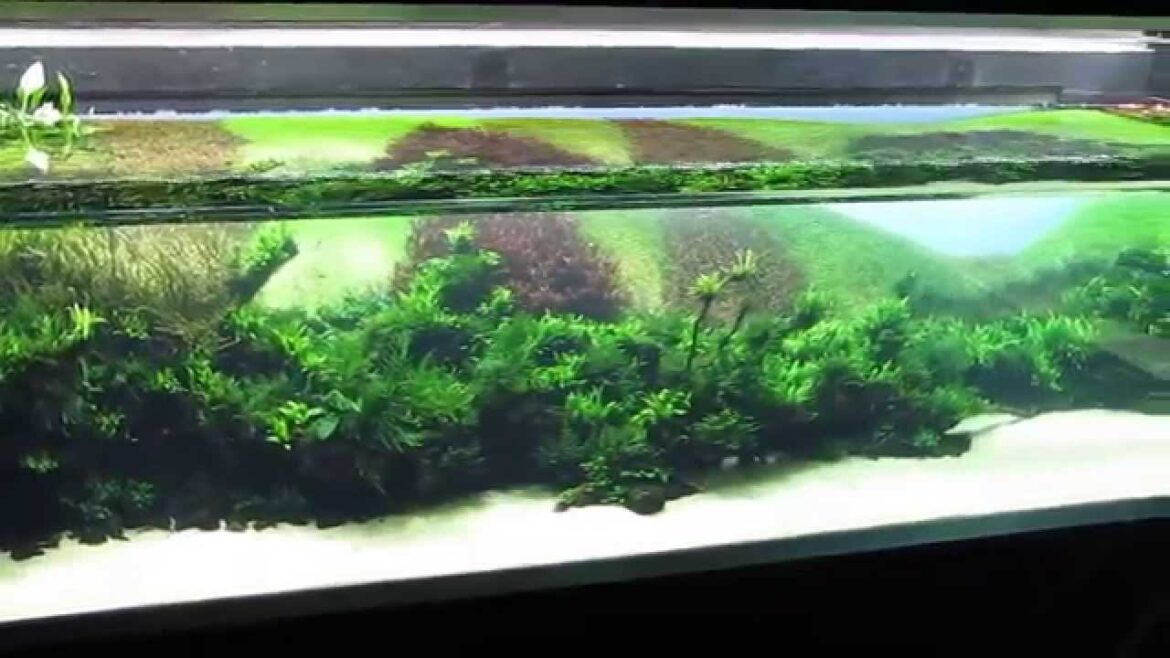 "Forests Underwater", Takashi Amano's masterpiece at the Lisbon Oceanarium