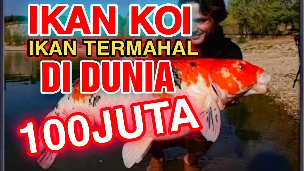 IKAN KOI TERMAHAL DI DUNIA ll ikan koi pembawa Rejeki