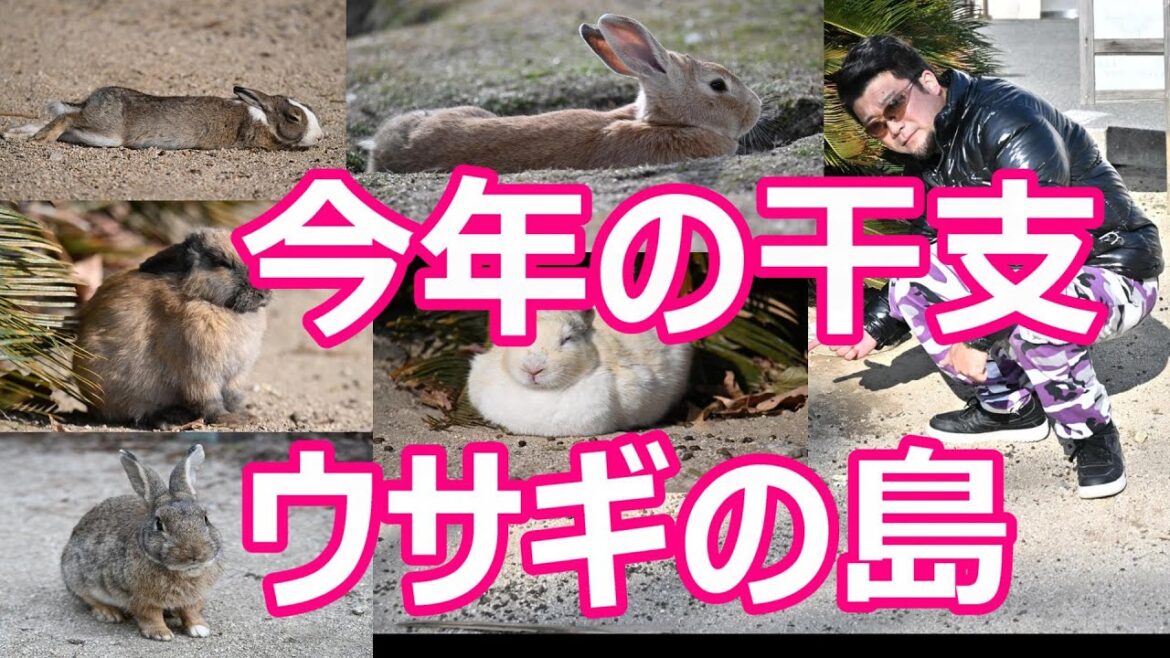 【今年の干支うさぎ】ウサギの島‐広島県竹原市『大久野島』でウサギ達から幸運を!運気上昇!毒ガスの島Okuno(Rabit) island in Hiroshima prefecture,Japan 【今年の干支うさぎ】ウサギの島‐広島県竹原市『大久野島』でウサギ達から幸運を!運気上昇!毒ガスの島Okuno(Rabit) island in Hiroshima prefecture,Japan