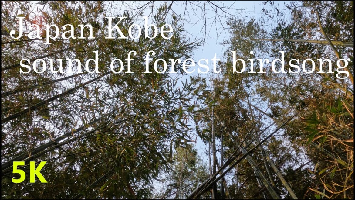 【5.3K】Morning forest・birdsong～野鳥と竹林で過ごす朝～Japan Hyogo Kobe・nature trip～