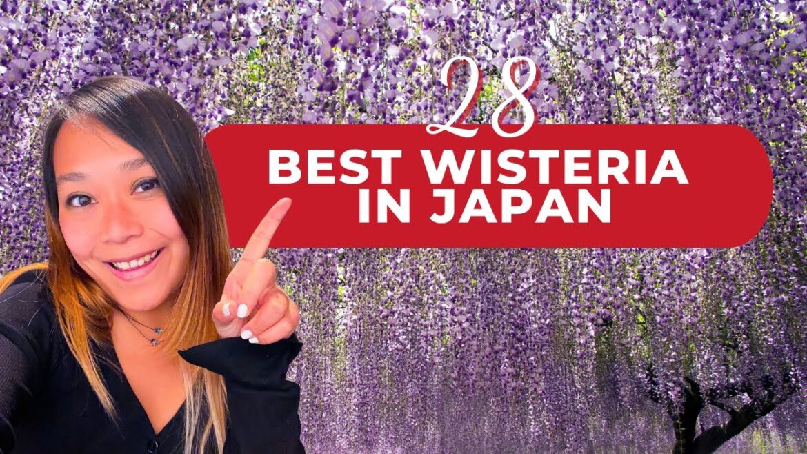 Wisteria in Japan: 28 Best Wisteria spots & Wisteria festivals 2022