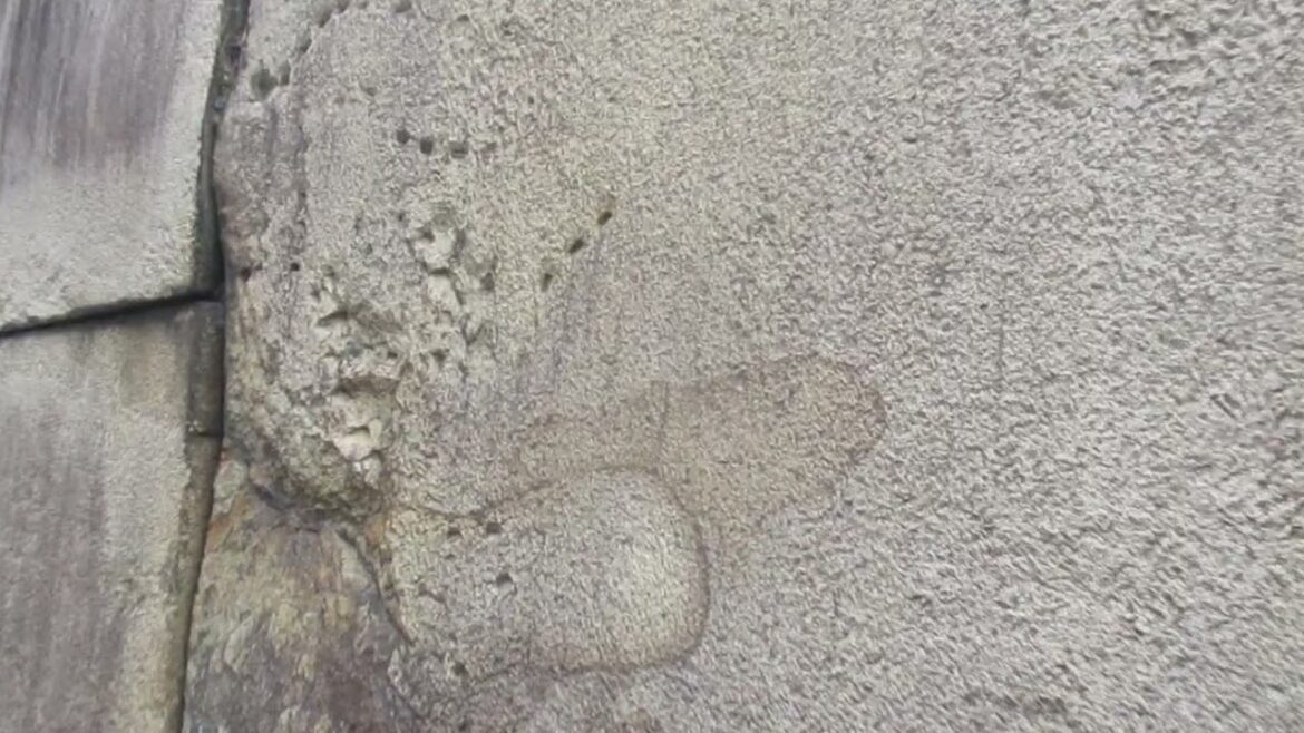 Walk along the walls of the Osaka Castle in Japan with Eva's Best Travel!