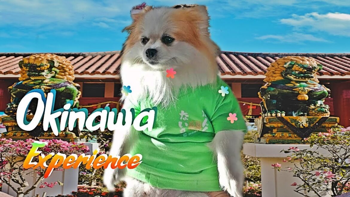This is Why You Should Visit Okinawa: The Unforgettable Experience in 4K This is Why You Should Visit Okinawa: The Unforgettable Experience in 4K