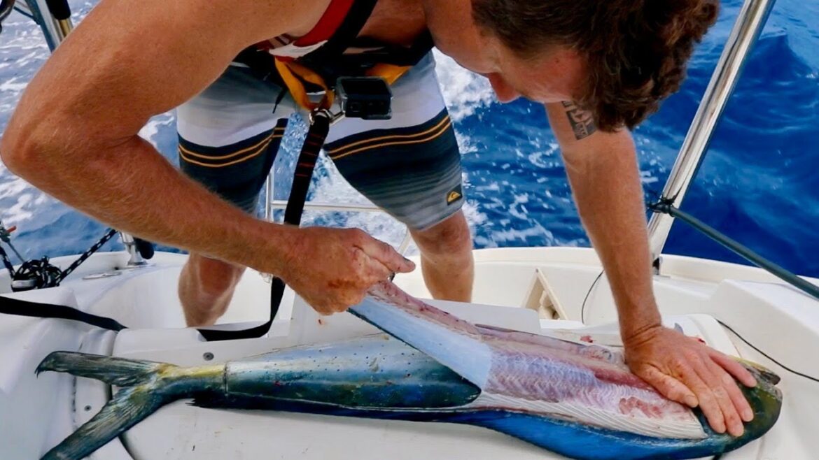 FILLETING BASICS | Catch and Cook | Mahi Mahi, Tuna, Walu, Wahoo FILLETING BASICS | Catch and Cook | Mahi Mahi, Tuna, Walu, Wahoo