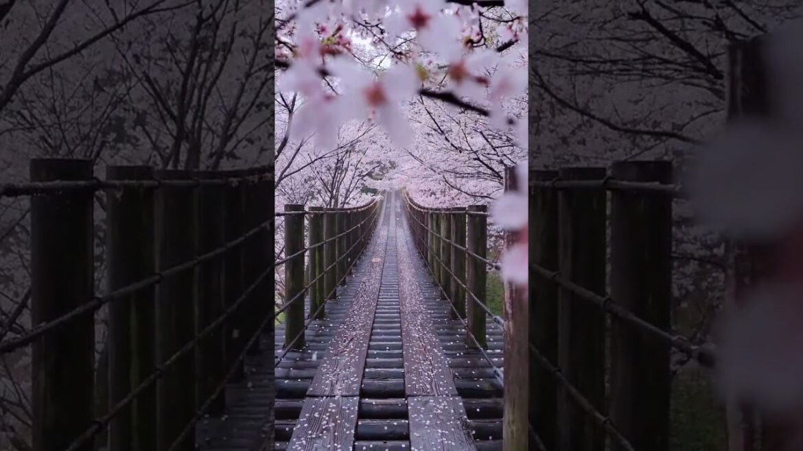 The Beauty of Japan's Cherry Blossom Season #shorts