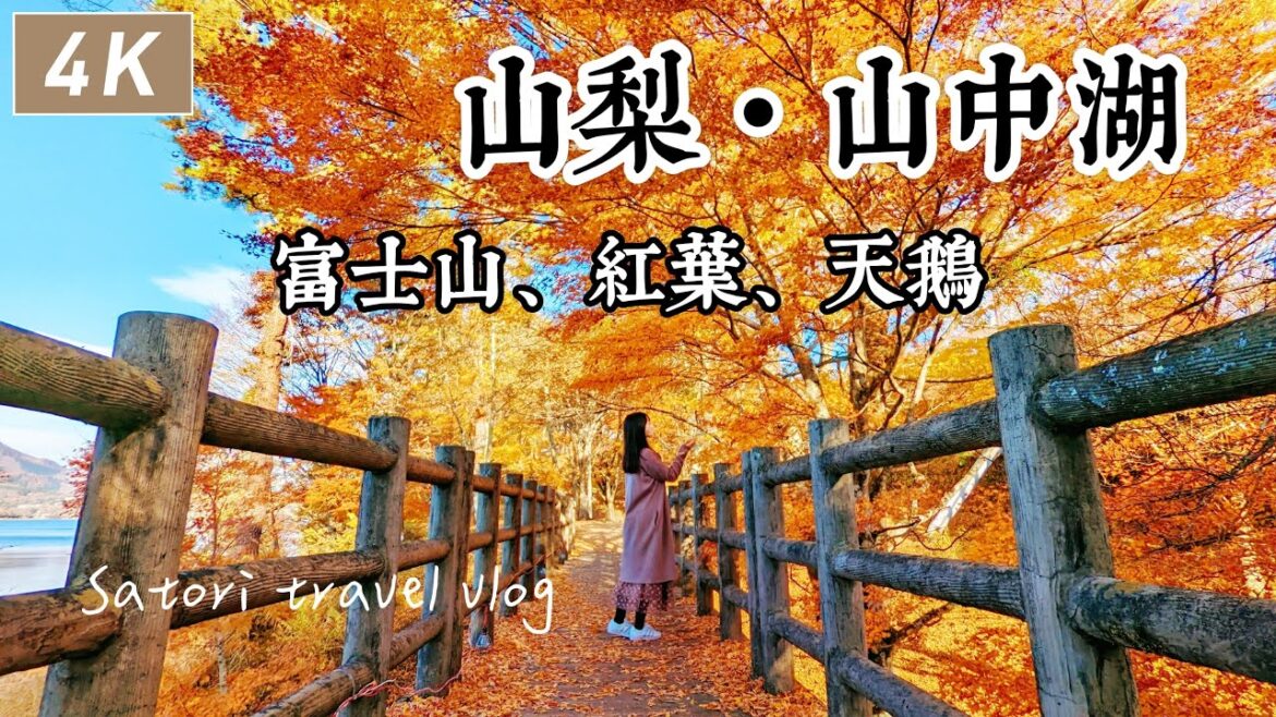山中湖｜不怕人潮賞紅葉、可惜點燈不太行、天鵝難道是猛禽？踩天鵝船看富士山、好吃和食小店｜山梨、河口湖、日本旅遊、日本自由行