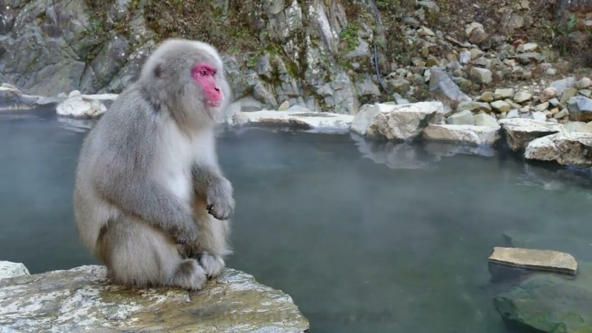 Explore the Wonders of JAPAN #TourismGuide Explore the Wonders of JAPAN #TourismGuide