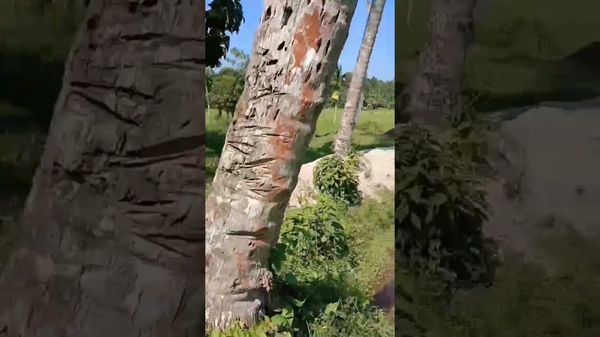 Sundara Vel Yaya Ashita Tour 🤟🍃 #shorts #ytshorts #vairalshort Sundara Vel Yaya Ashita Tour 🤟🍃 #shorts #ytshorts #vairalshort