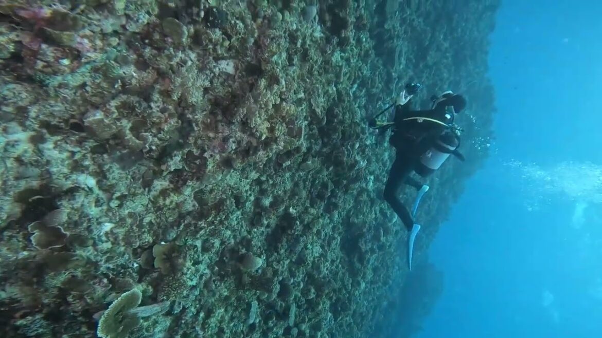 Kerama 03. DIVEIN resort. Japan Okinawa. Gopro DiveStory ScubaDiving 31/Dec/2022 3rd.