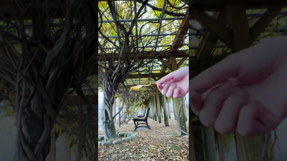 晩秋の津山城 Tsuyama Castle