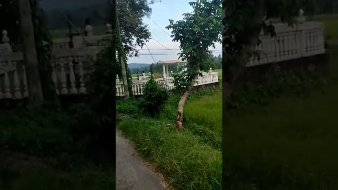 Travel along a tree-lined dirt road next to a beautiful paddy field 💕🌎 #youtubeshorts #shorts #new Travel along a tree-lined dirt road next to a beautiful paddy field 💕🌎 #youtubeshorts #shorts #new
