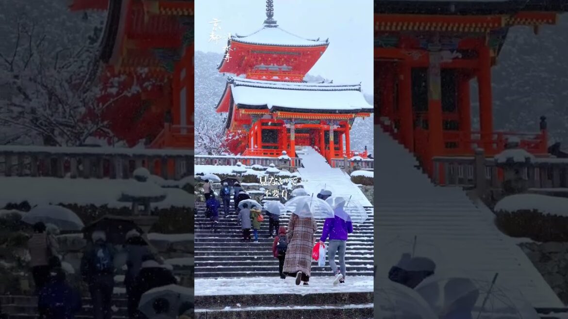 ❄️京都的雪真的好夢幻，優美而寧靜！