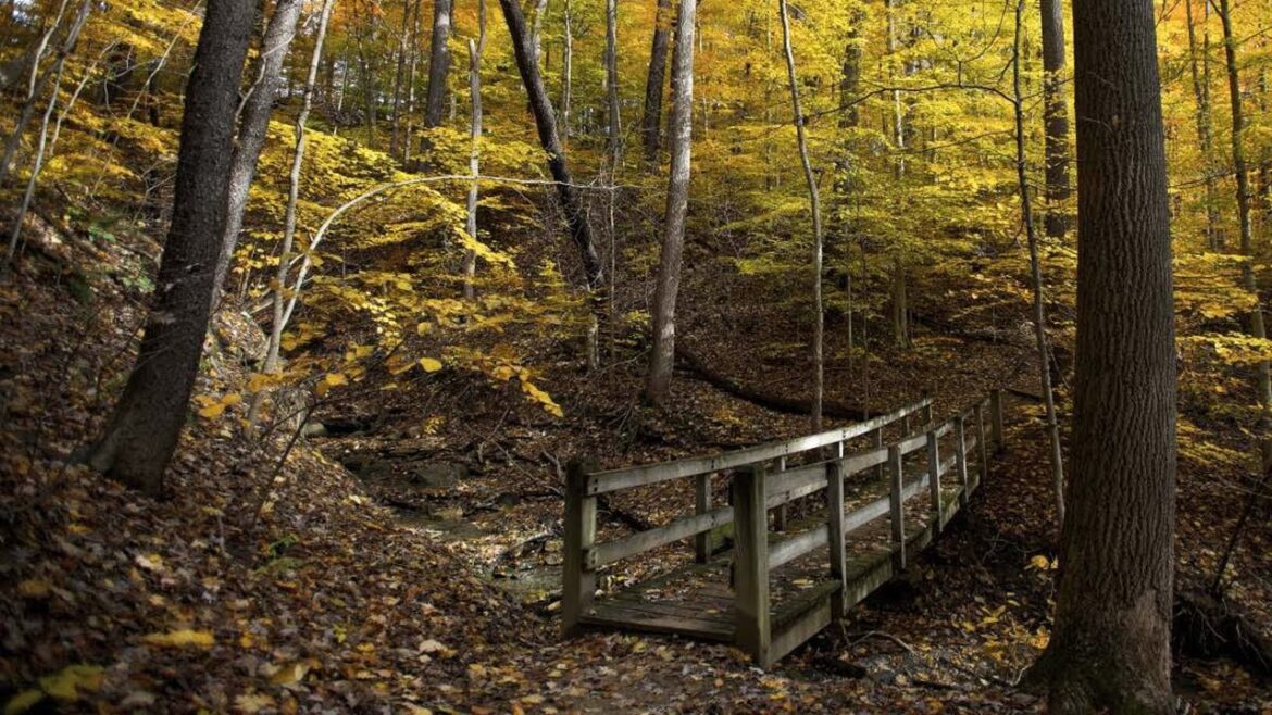 Hiking in Yokohama - a Japan Hidden Forest Secret Passage