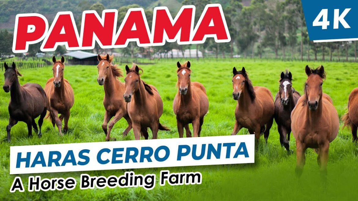 [4K] 🇵🇦 Haras Cerro Punta. A thoroughbred horse breeding farm in Chiriqui Mountains, Panama.