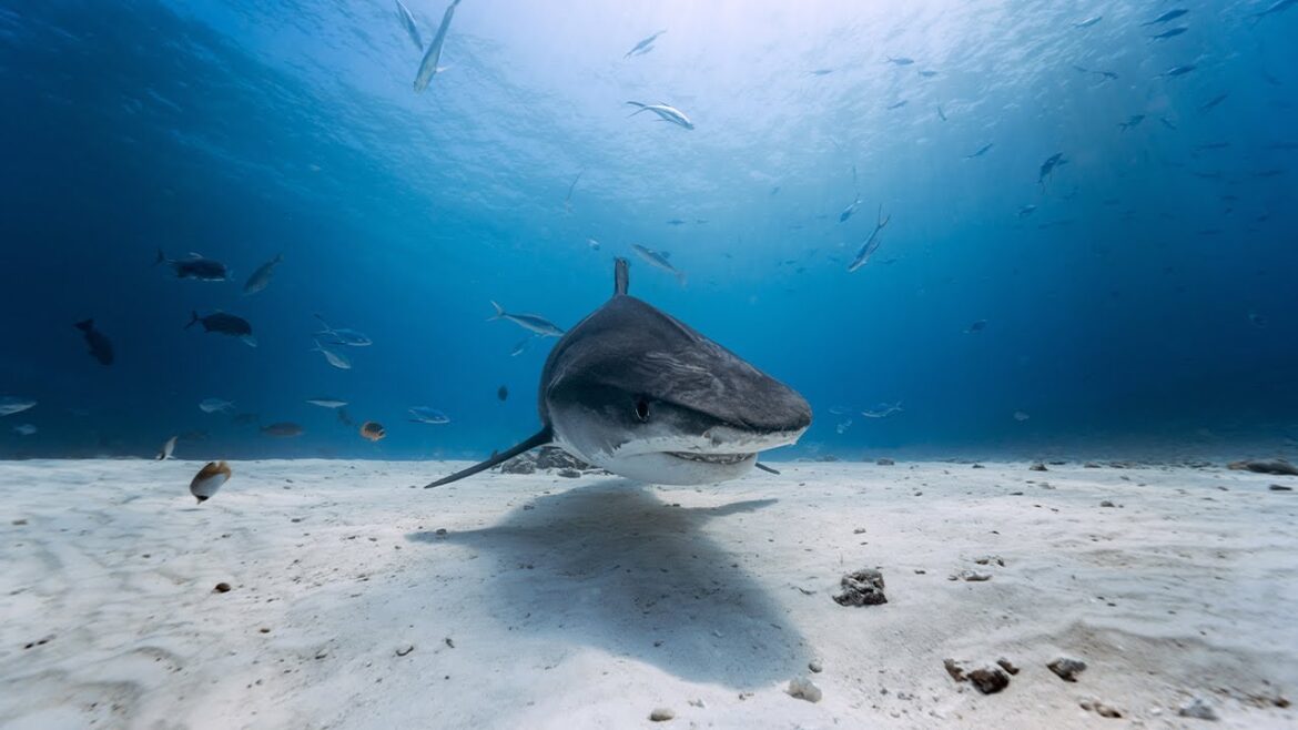 DIVING SHARK ISLAND | Maldives Vlog