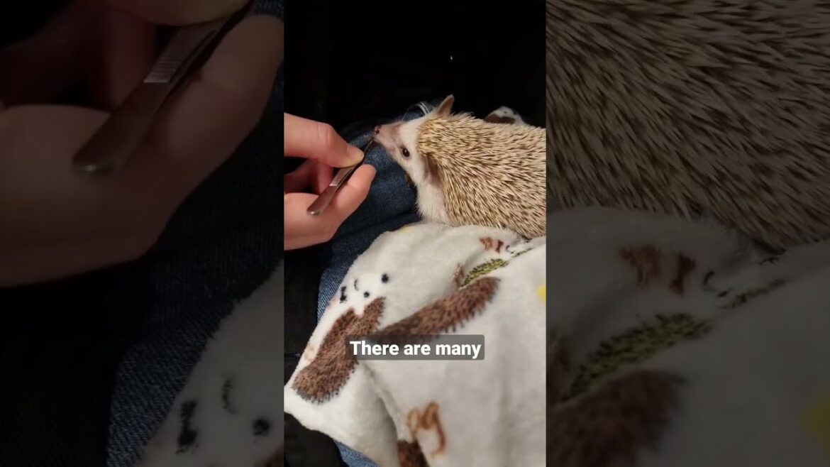 Sonic the hedgehog? #japan #traveljapan