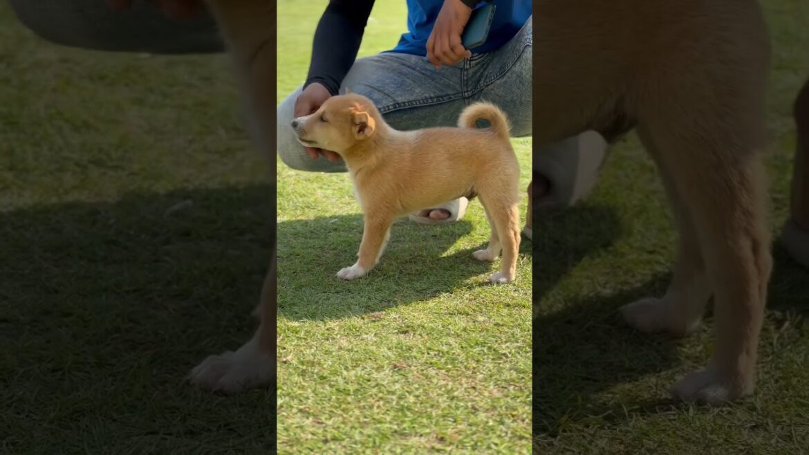 Adorable puppy #shorts #puppy #cutedog #pets #video