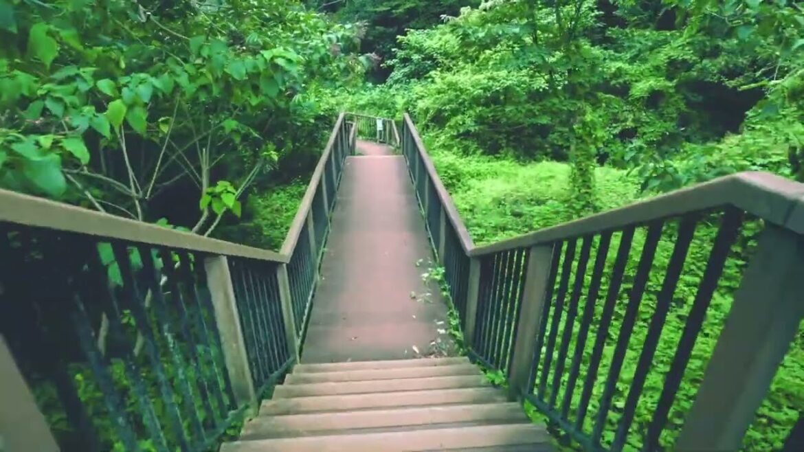 ASMR Tour Of Koajiro Forest, Japan